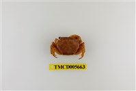 藏品(肥胖後相手蟹)的圖片